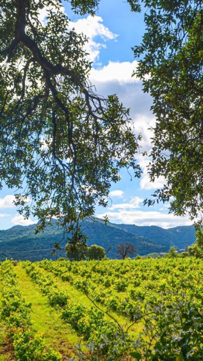 Roussillon Habitat, la Location-accession dans les Pyrénées-Orientales et l&#8217;Aude